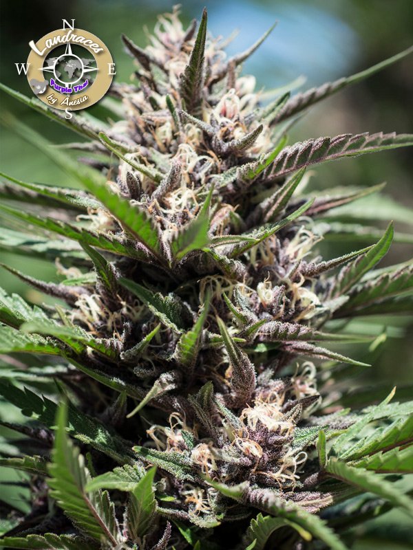 a close up of a plant with a blue sky in the background