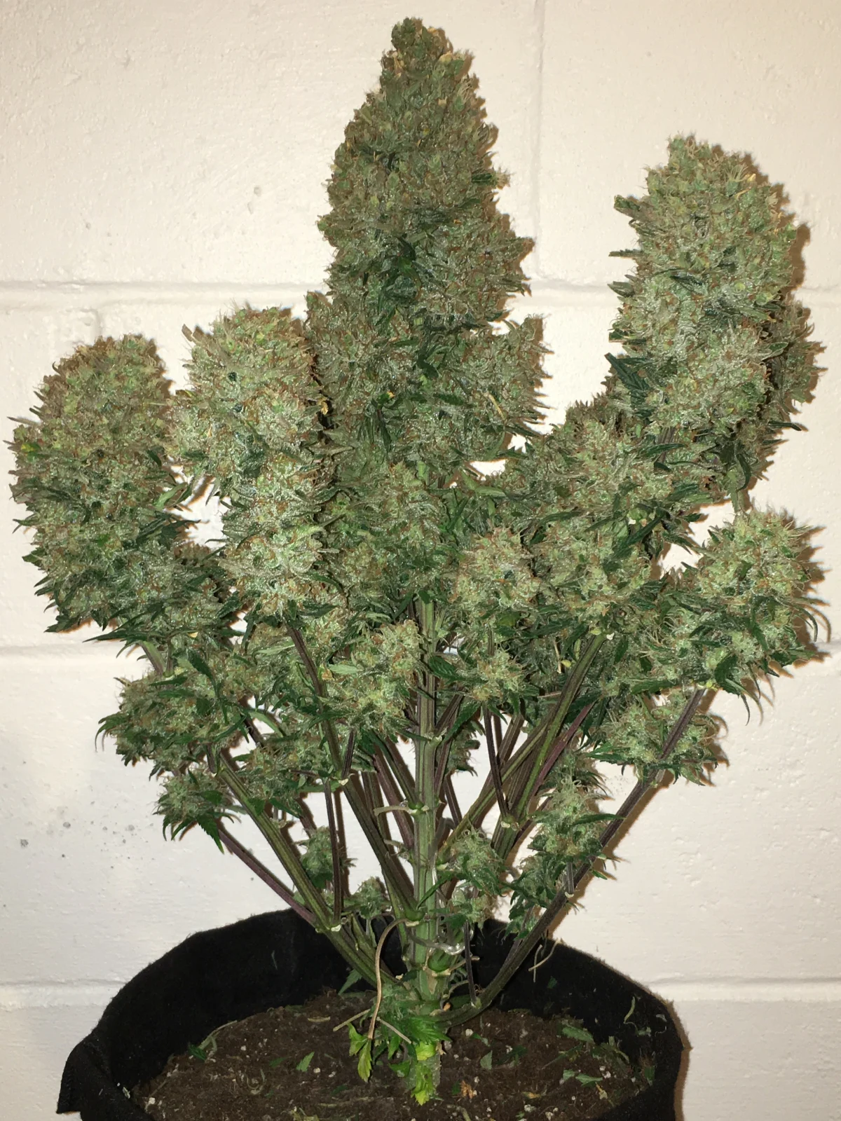 a potted plant in front of a white brick wall