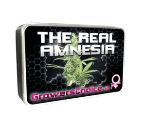a tin box with a marijuana plant in it