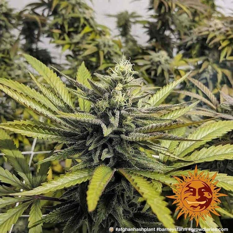 a close up of a marijuana plant with a red and yellow sticker on it