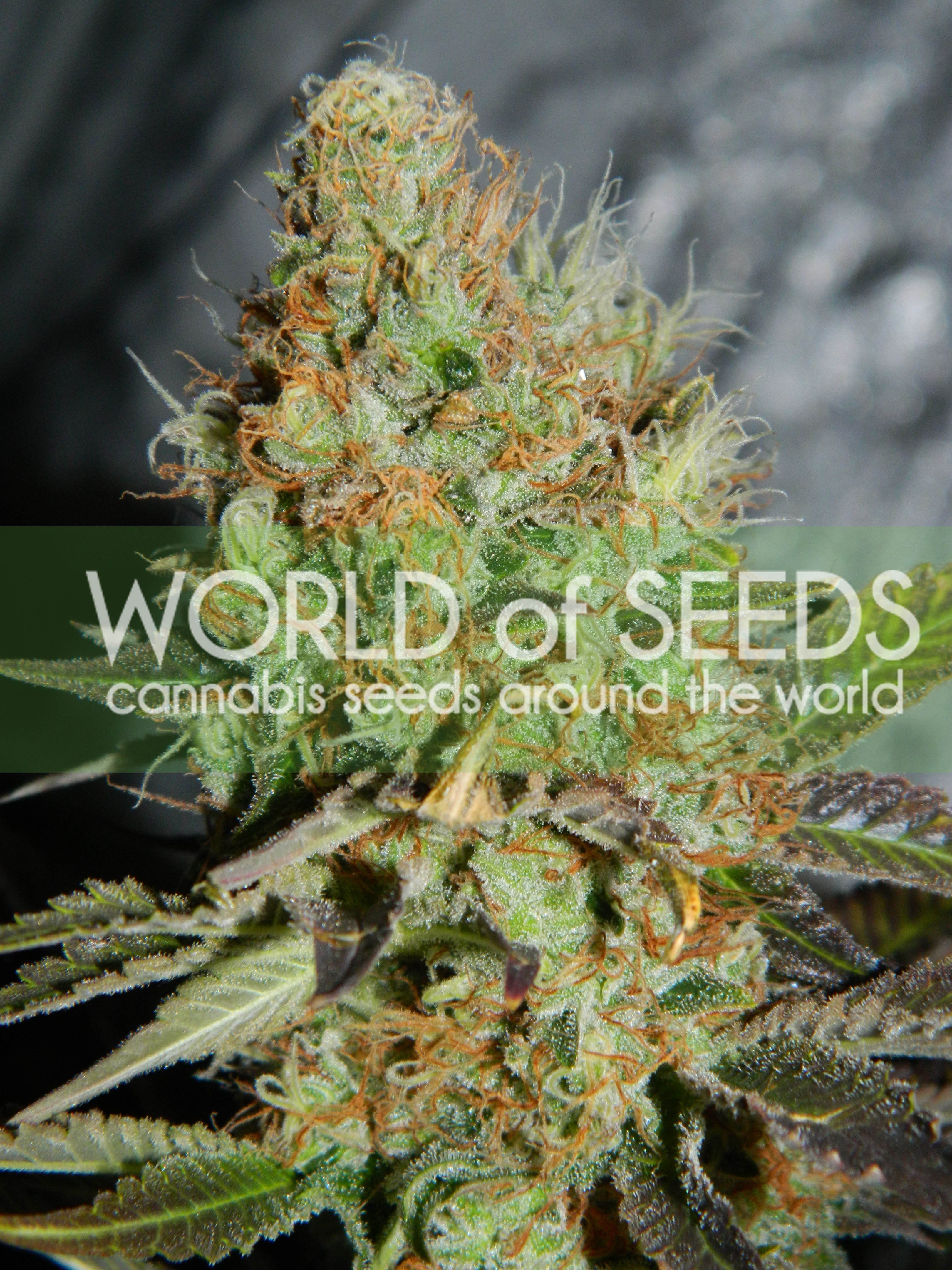 a close up of a plant with the words world of seeds