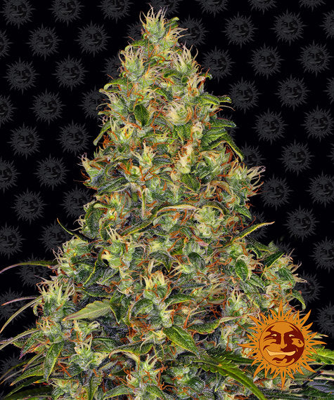 a marijuana plant is shown in front of a black background