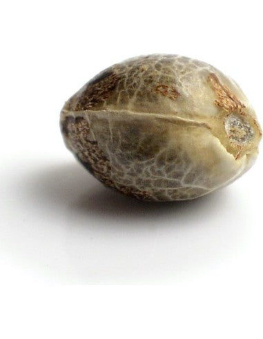 a close up of a nut on a white background