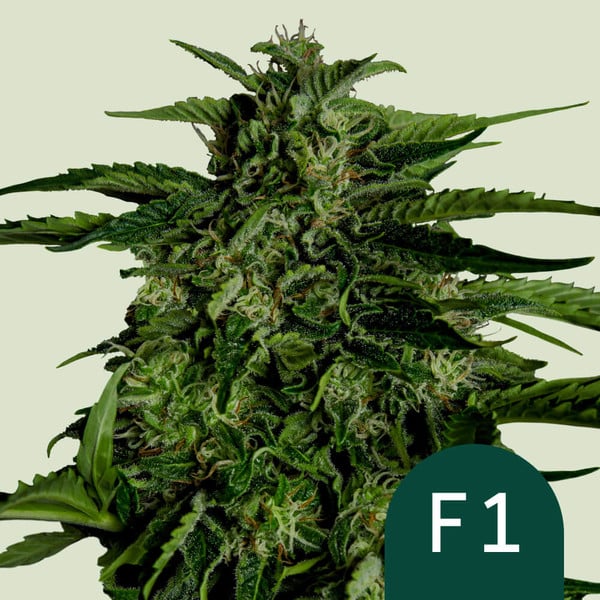 Apollo F1 Auto Fem