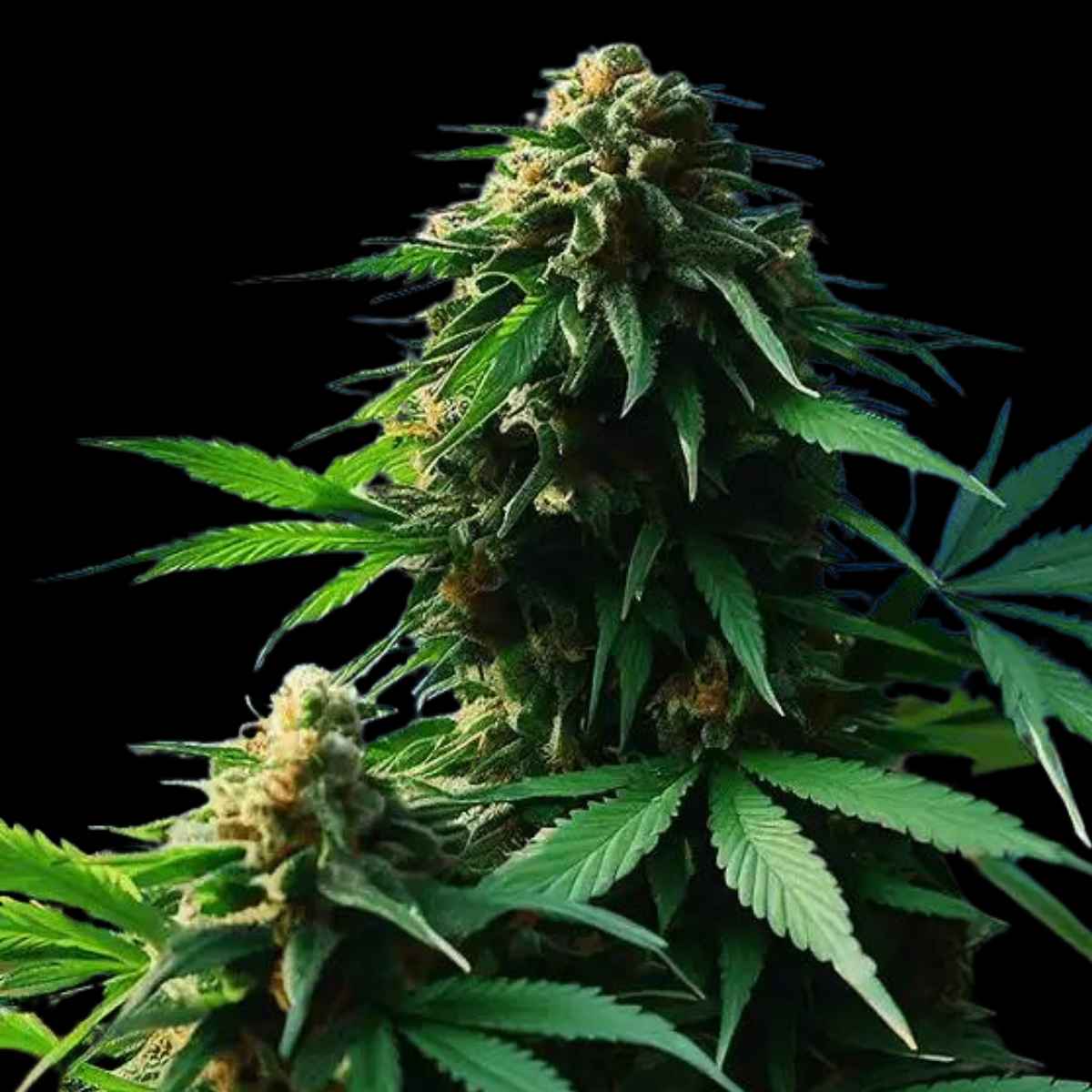 Apple Fritter - Auto FEM