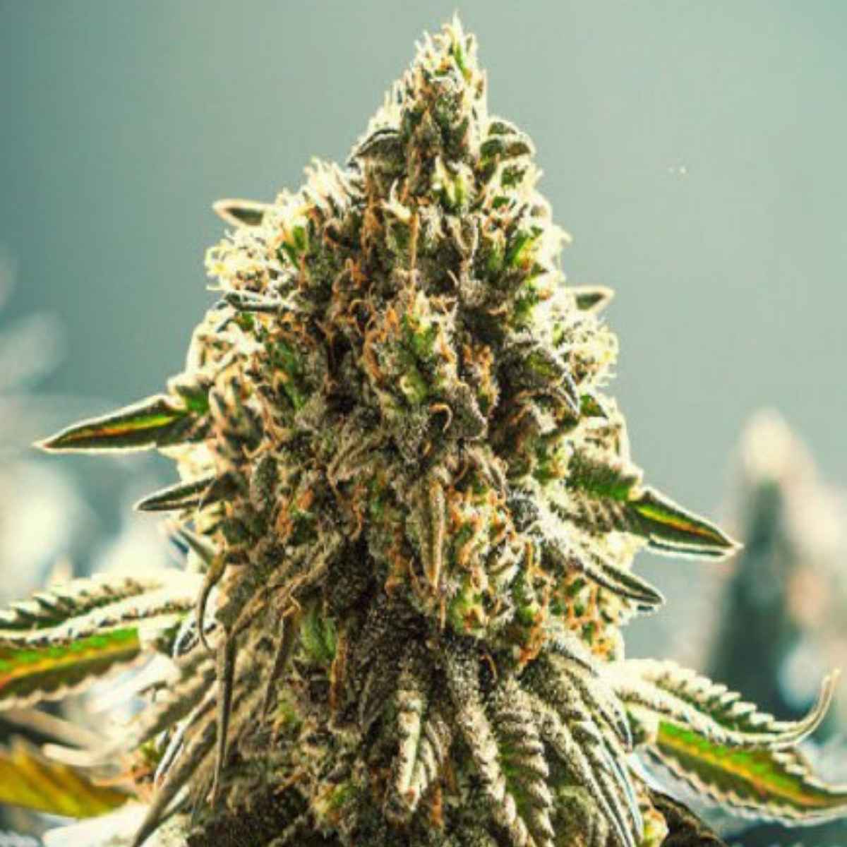 Apple Fritter - Auto FEM