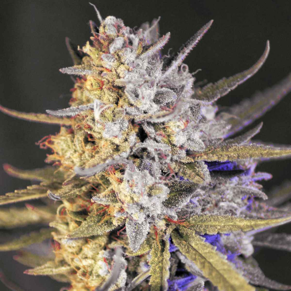 Apple Fritter - Photo Fem