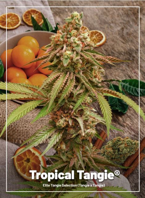 a picture of a plant with oranges in the background