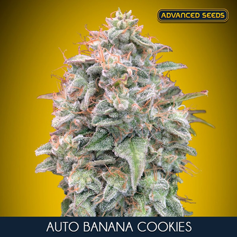 auto banana cookies marijuana seeds