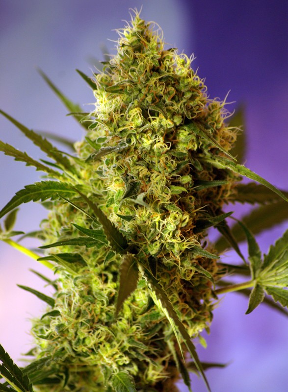 a close up of a marijuana plant on a purple background