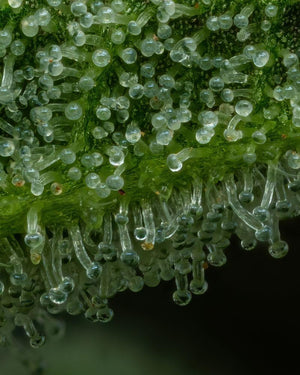 a close up of water droplets on a plant