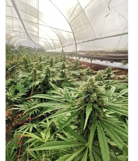 a greenhouse filled with lots of green plants