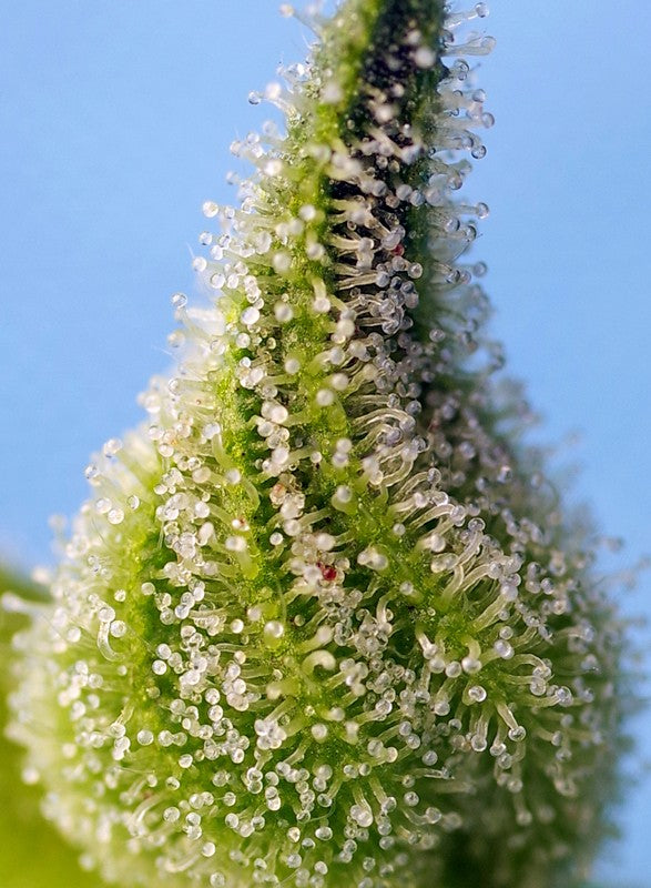 a close up of a plant with water droplets on it