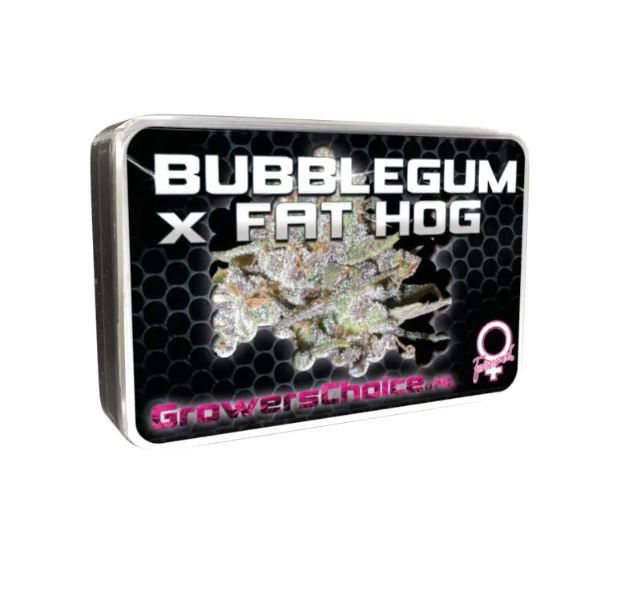 a tin of bubblegum fat hog