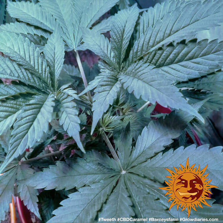 a close up of a plant with green leaves