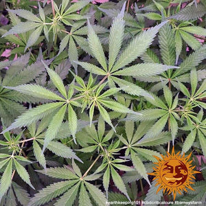 a close up of a plant with leaves