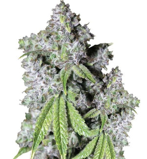 a close up of a marijuana plant on a white background