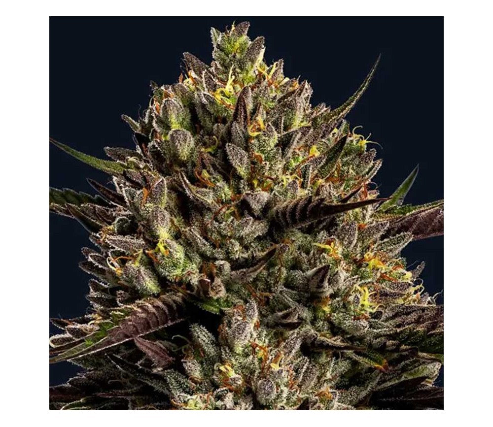 Chimera Cut Feminized