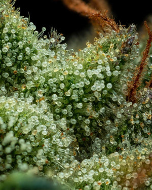 a close up of a plant with water droplets on it