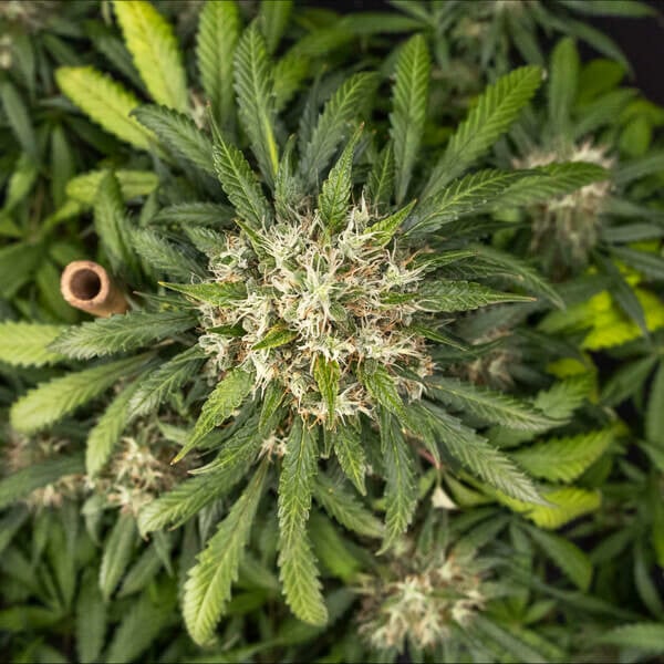 a close up of a marijuana plant with green leaves