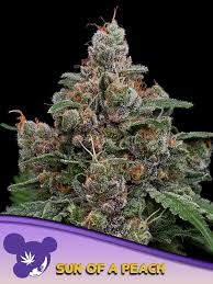 a picture of a plant with the words sun of a peach on it