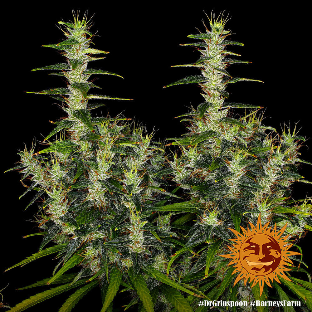 Dr. Grinspoon Feminized