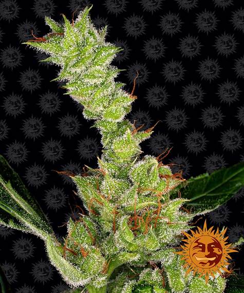 Dr. Grinspoon Feminized