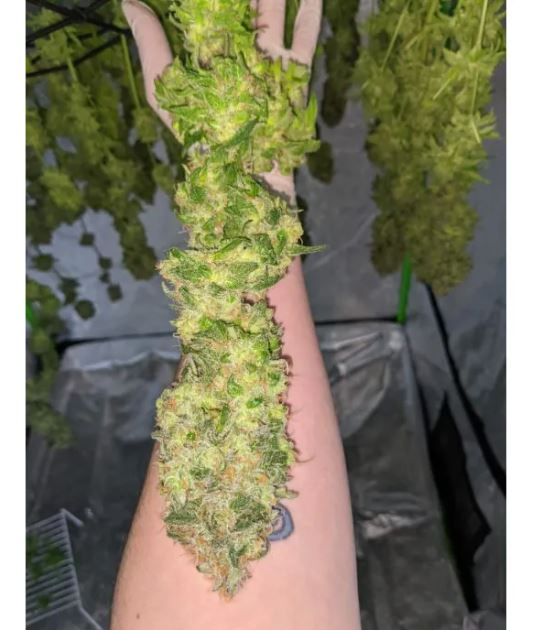 a person's arm with a plant growing on it