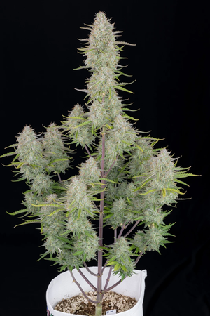 a plant in a white pot on a black background