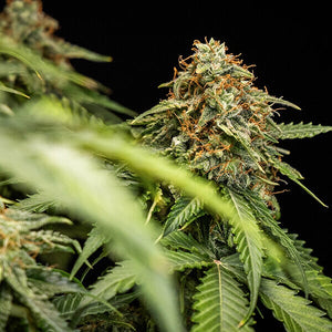 a close up of a marijuana plant with a black background