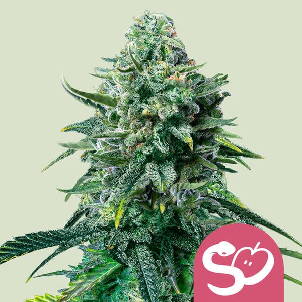 a close up of a marijuana plant with a pink sticker