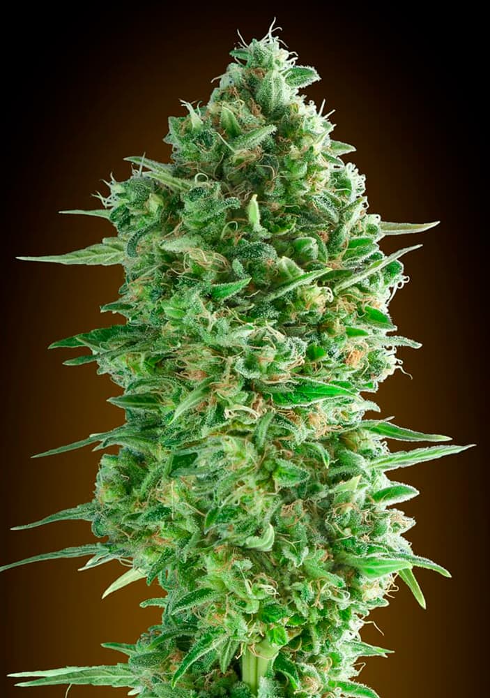 a close up of a marijuana plant on a black background