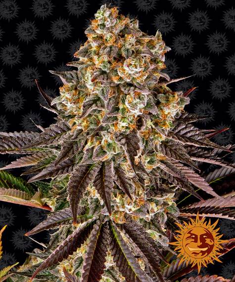a close up of a plant on a black background