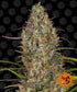 a marijuana plant with a black background