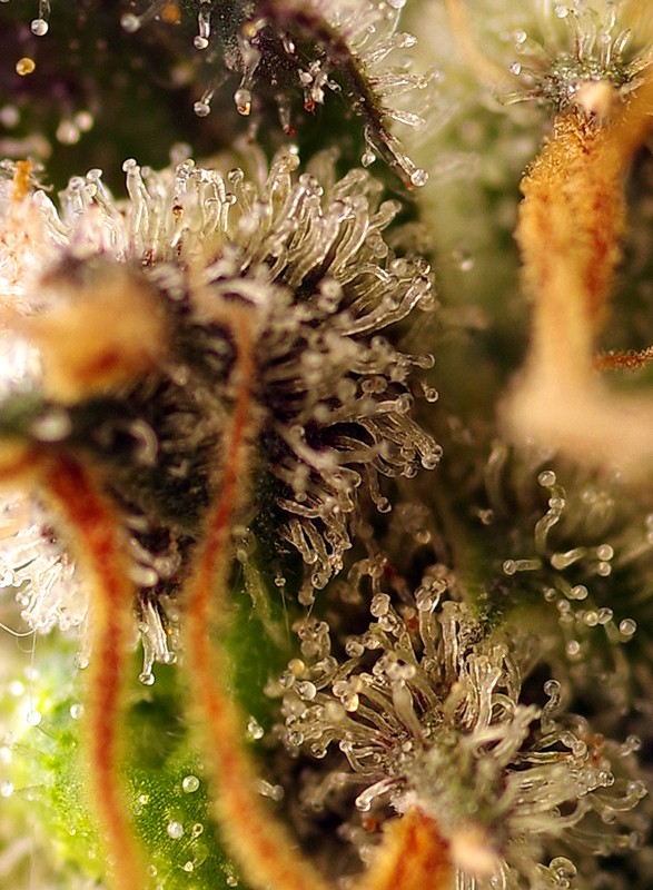 a close up of a green plant with drops of water on it