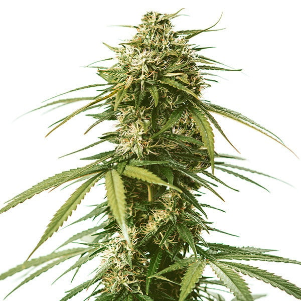 a close up of a marijuana plant on a white background