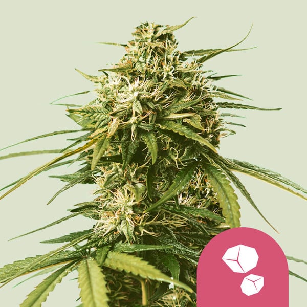 a close up of a marijuana plant with a pink background