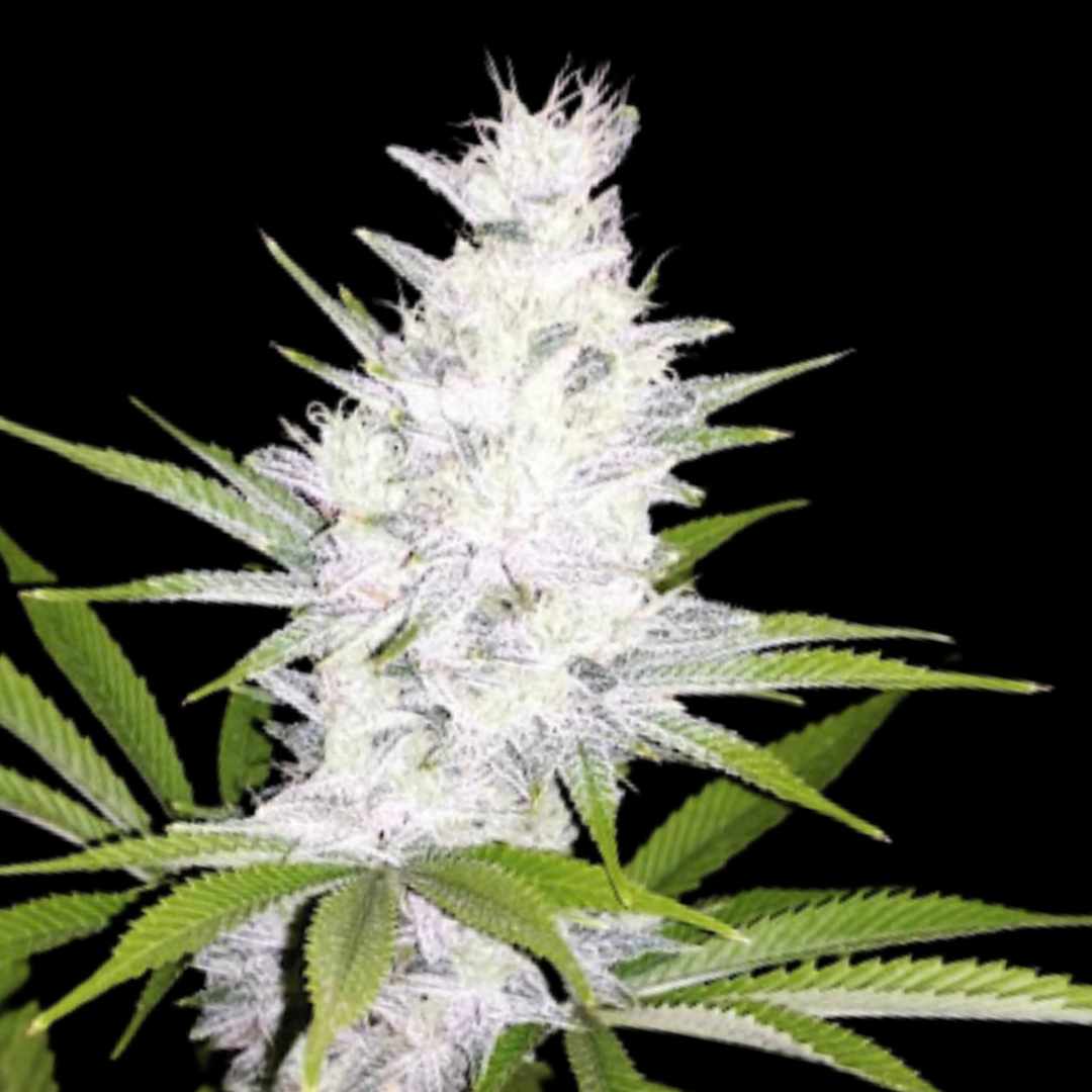 HellFire OG - Photo Fem