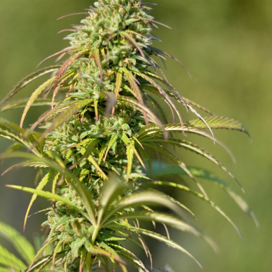 a close up of a plant with a blurry background