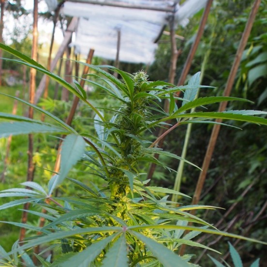 a large green plant with lots of leaves