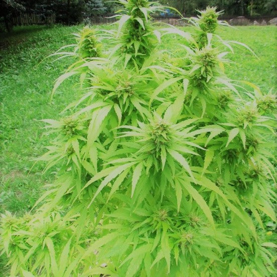 a large green plant sitting in the middle of a lush green field