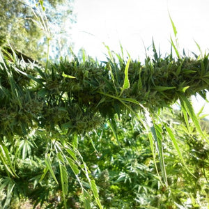 a close up of a tree branch with lots of leaves