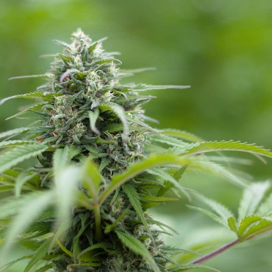 a close up of a marijuana plant in a field