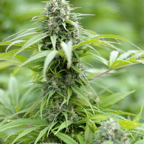 a close up of a marijuana plant in a field