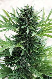 a marijuana plant is growing in a pot