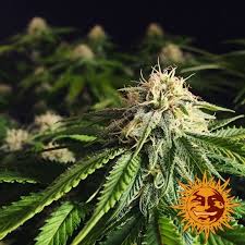 a close up of a marijuana plant with a black background
