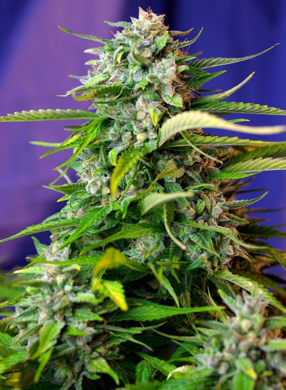 a close up of a marijuana plant