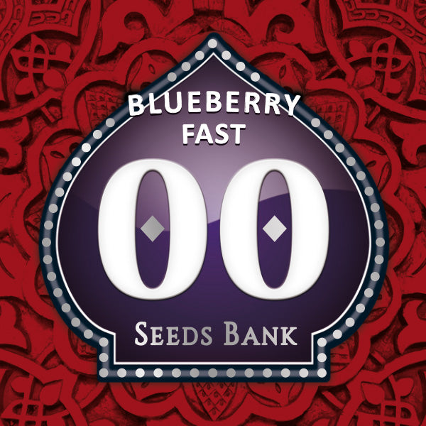 blueberry fast seeds bank logo on a red background