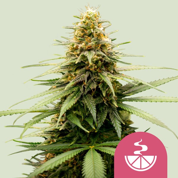 a marijuana plant with a pink label on it