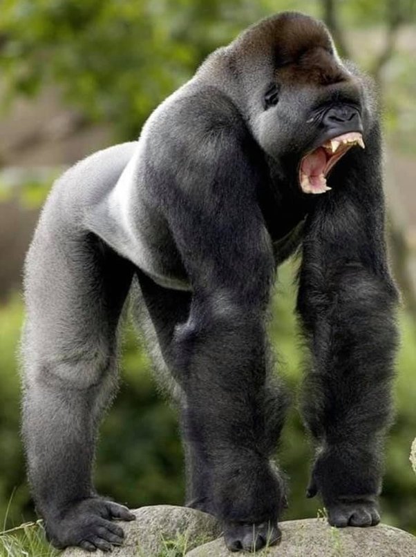 a gorilla standing on a rock with its mouth open